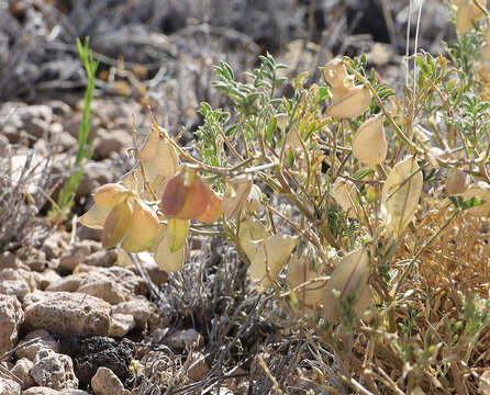 Image of halfmoon milkvetch