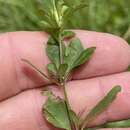 Image of Swamp Snakeherb