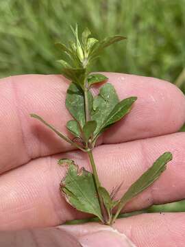 Image of Swamp Snakeherb