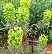 Image of Albanian spurge