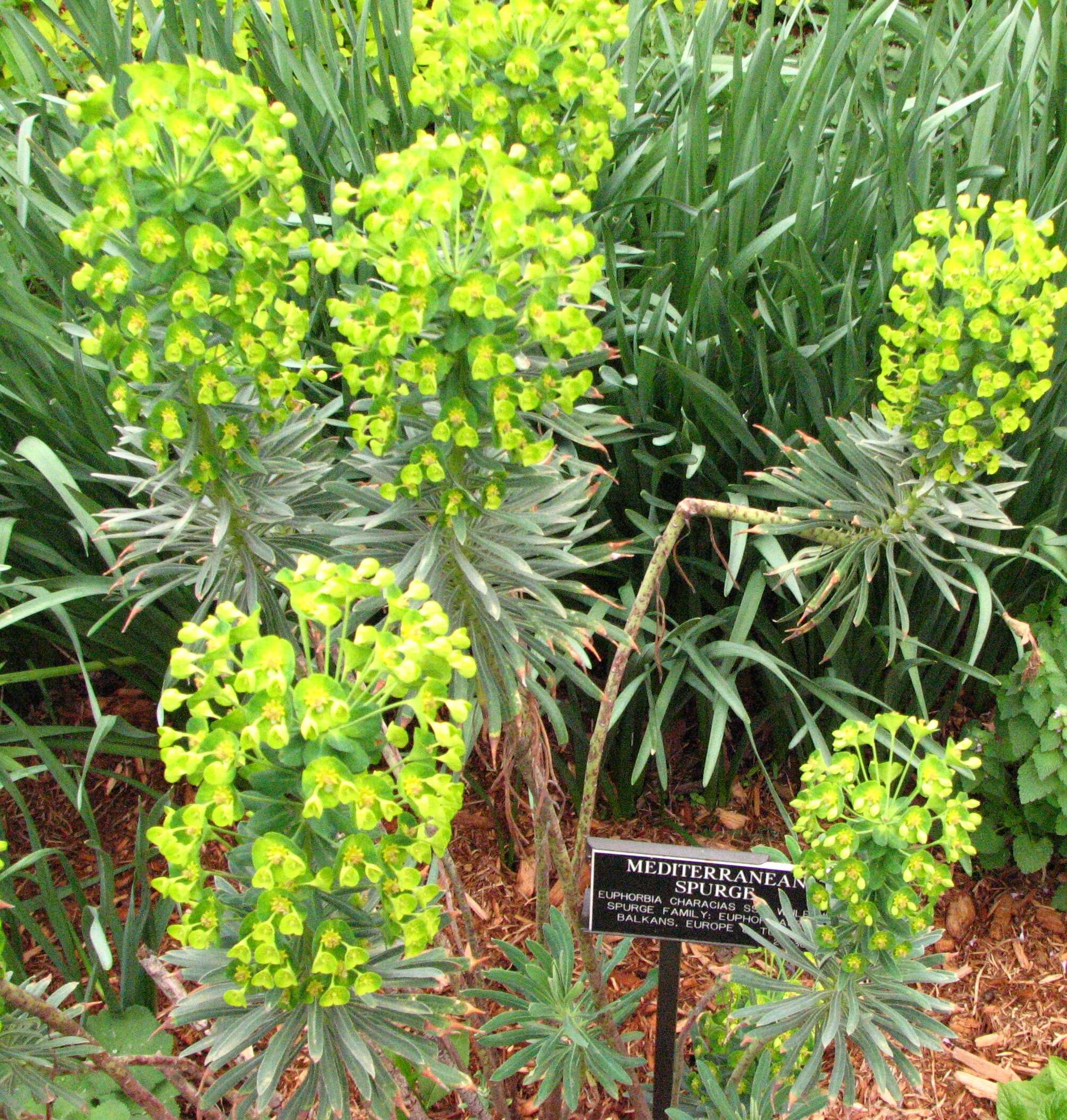 Image of Albanian spurge