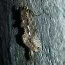 Allata argentifera Walker 1862的圖片