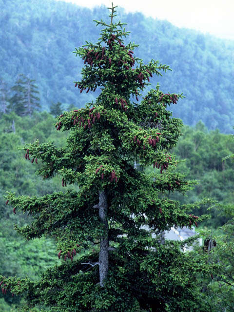 Image of Jezo Spruce