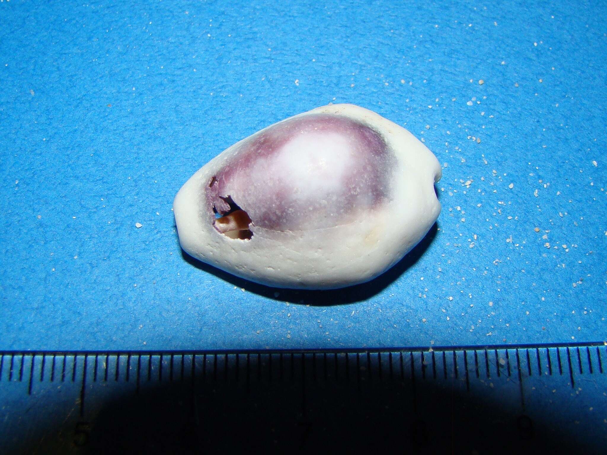 Image of cowry