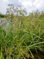 Image of Scirpus radicans Schkuhr