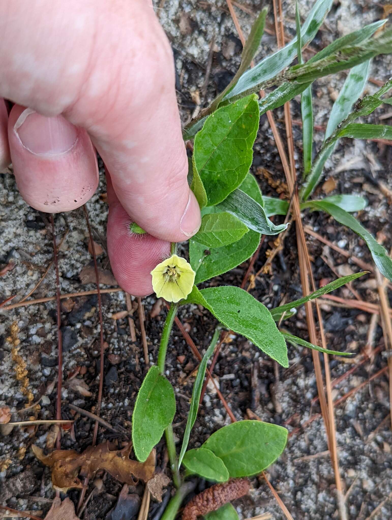 Image of sword groundcherry