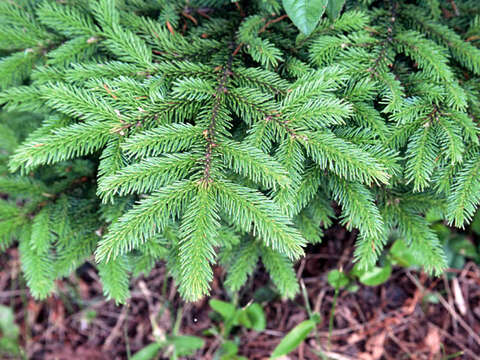 Plancia ëd Picea glehnii (F. Schmidt) Mast.