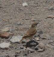 Image of Puna Miner