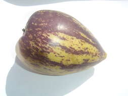 Image of pepino