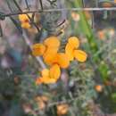 صورة Pultenaea villosa Willd.