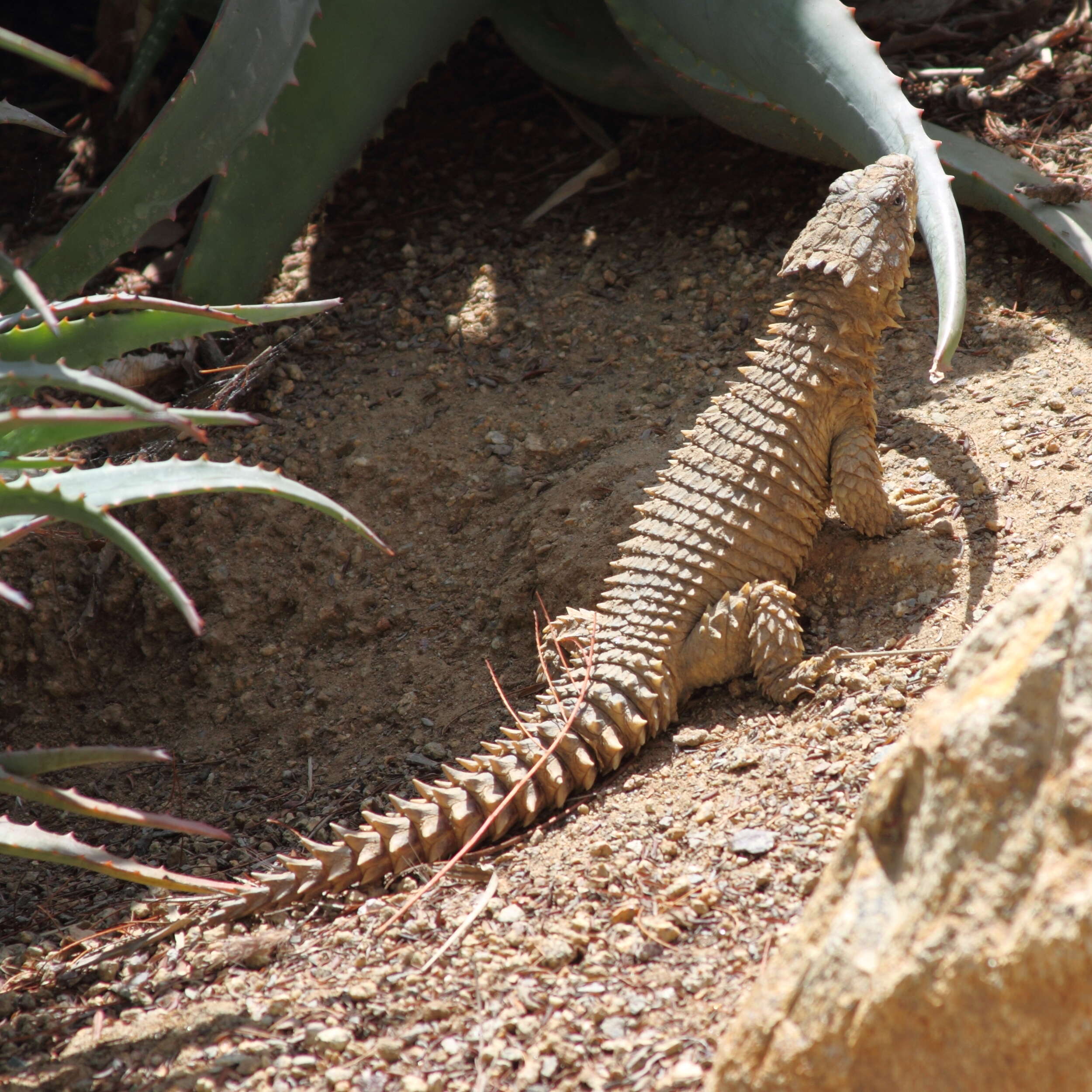 Image of Giant girdled lizard