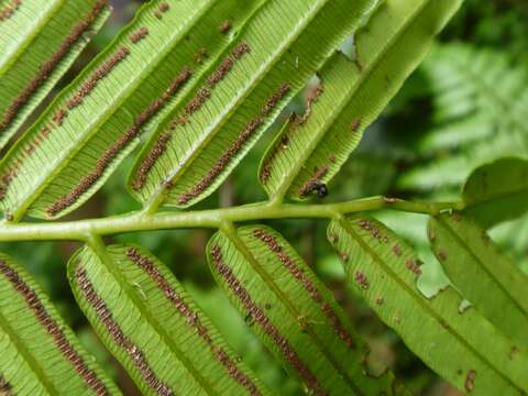 Image of angiopteris fern