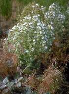 Imagem de Salvia aethiopis L.