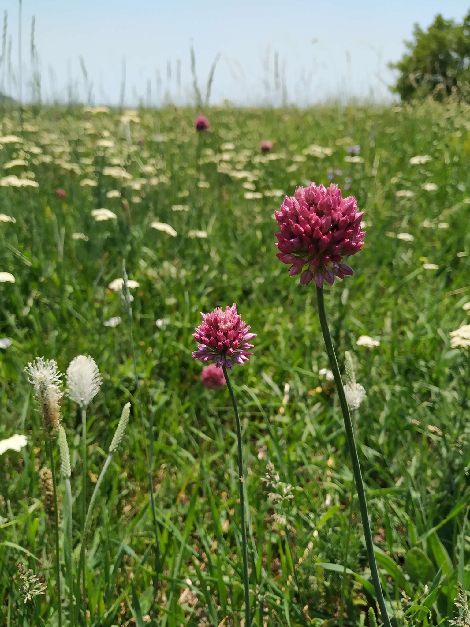 Image of sand leek