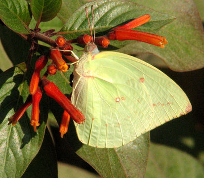 Image of <i>Catopsilia pomona</i> (Fabricius 1775)