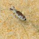 Image of Moustached Tiger Beetle