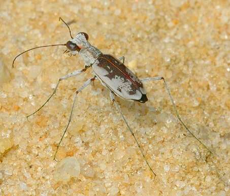 Image of Moustached Tiger Beetle