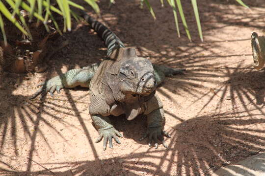 صورة Cyclura cychlura figginsi Barbour 1923