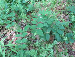 Image of Vicia pseudo-orobus Fisch. & C. A. Mey.