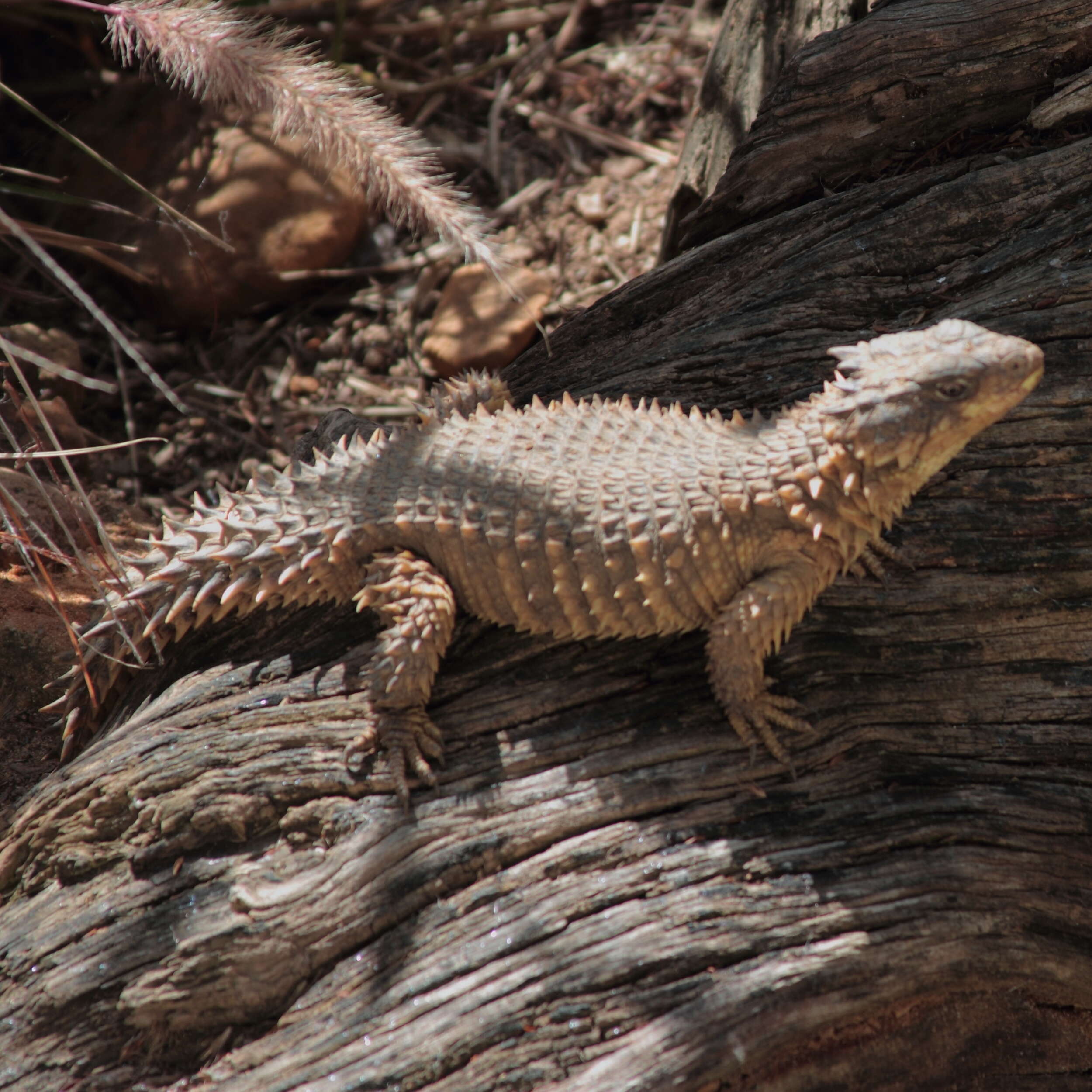 Image of Giant girdled lizard