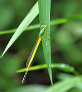 Image of Ceriagrion melanurum Selys 1876