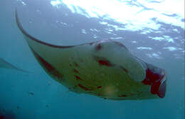 Image of Chevron Manta Ray