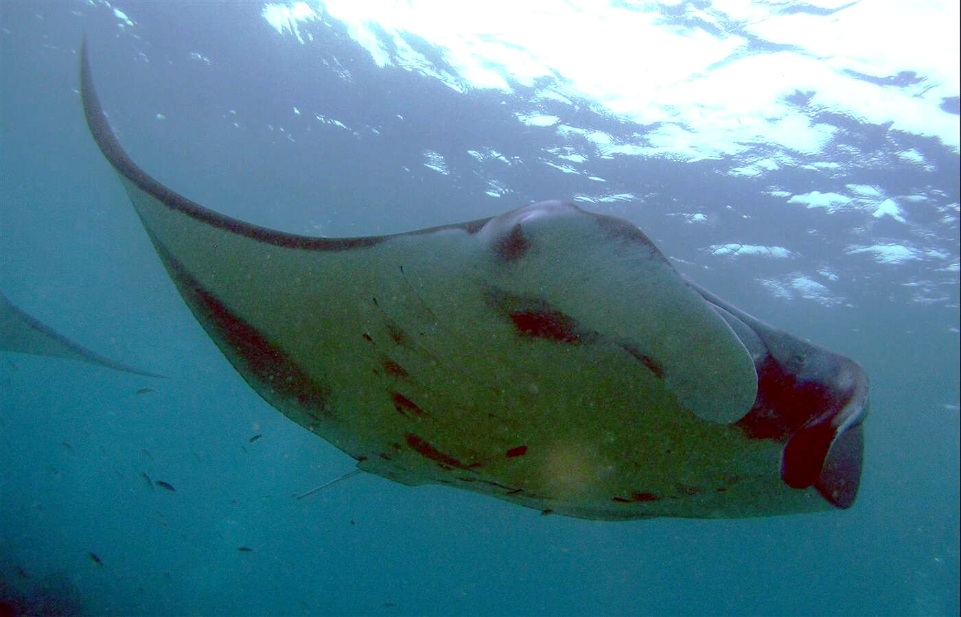 Image of Chevron Manta Ray