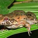 Image of Leptodactylus wagneri (Peters 1862)