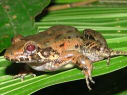 Imagem de Leptodactylus wagneri (Peters 1862)