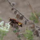 Image of Laphria dizonias Loew 1847