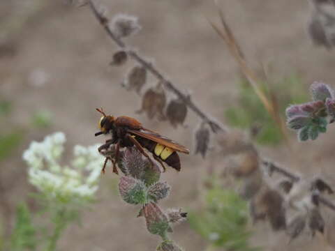 Image of Laphria dizonias Loew 1847