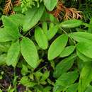 Imagem de Lonicera oblongifolia (Goldie) Hook.