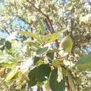 Image of Styrax ferrugineus Nees & Mart.