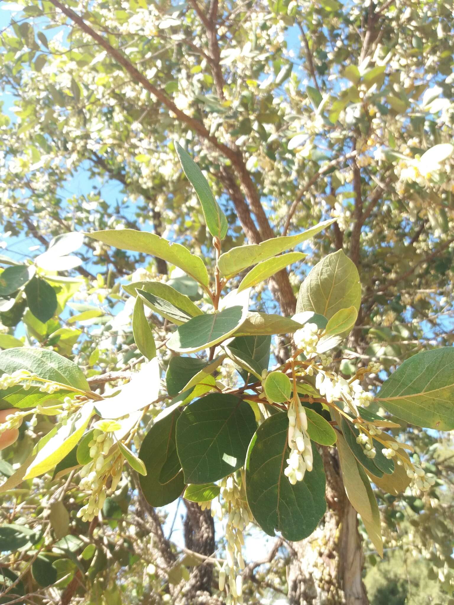 Image of Styrax ferrugineus Nees & Mart.