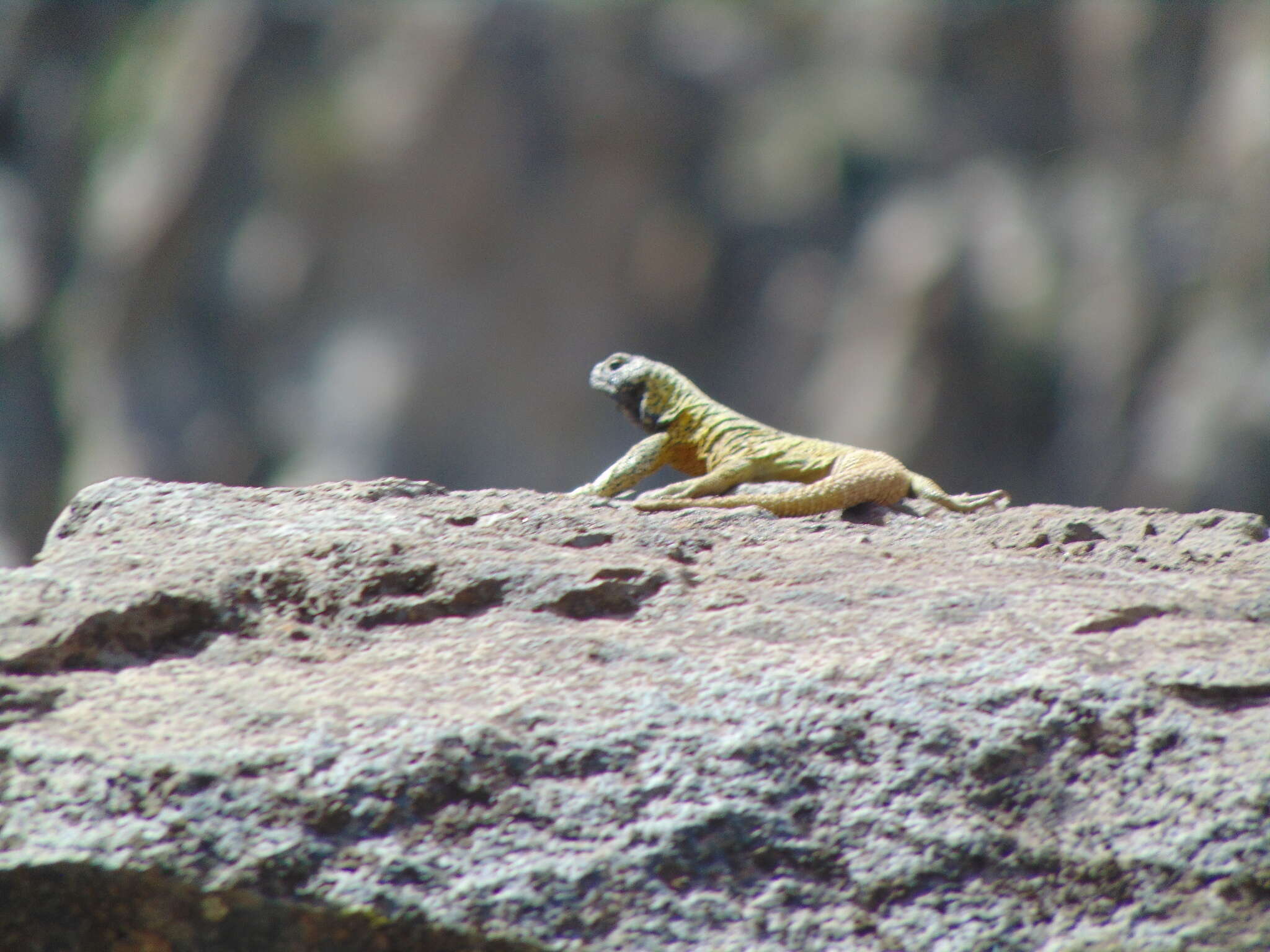 Image of Phymaturus loboi Troncoso-Palacios, Ferri-Yáñez, Laspiur & Aguilar 2019