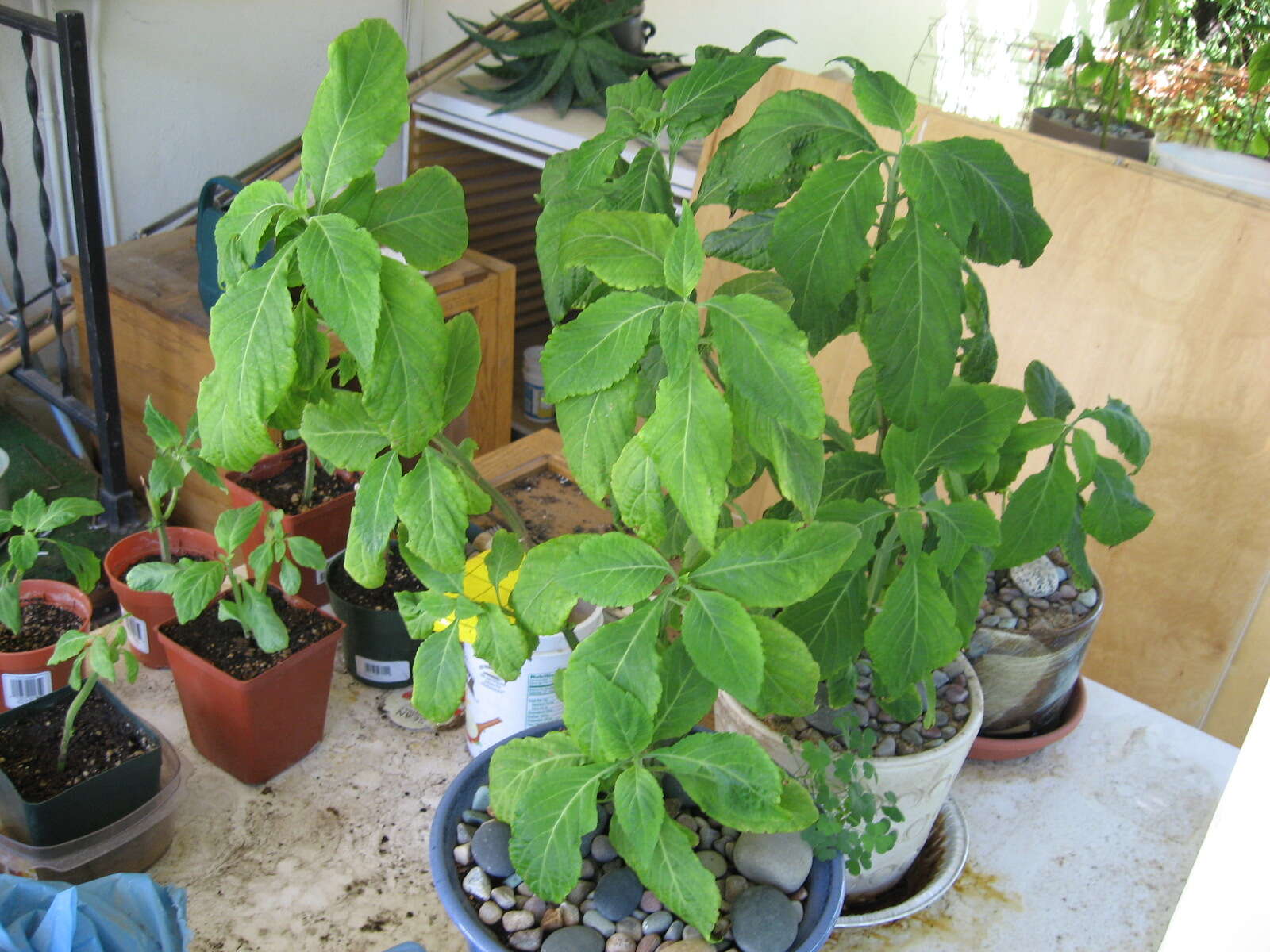 Imagem de Salvia divinorum Epling & Játiva