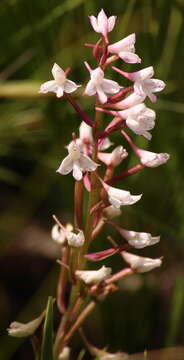 Disa oreophila subsp. oreophila resmi