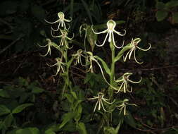 Habenaria macroceratitis Willd.的圖片