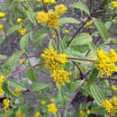 Image of coastal plain yellowtops