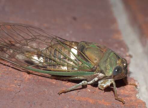 Image of Neotibicen pruinosus fulvus (Beamer 1924)