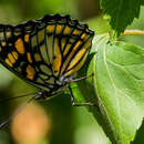 Image of Western Courtier Butterfly