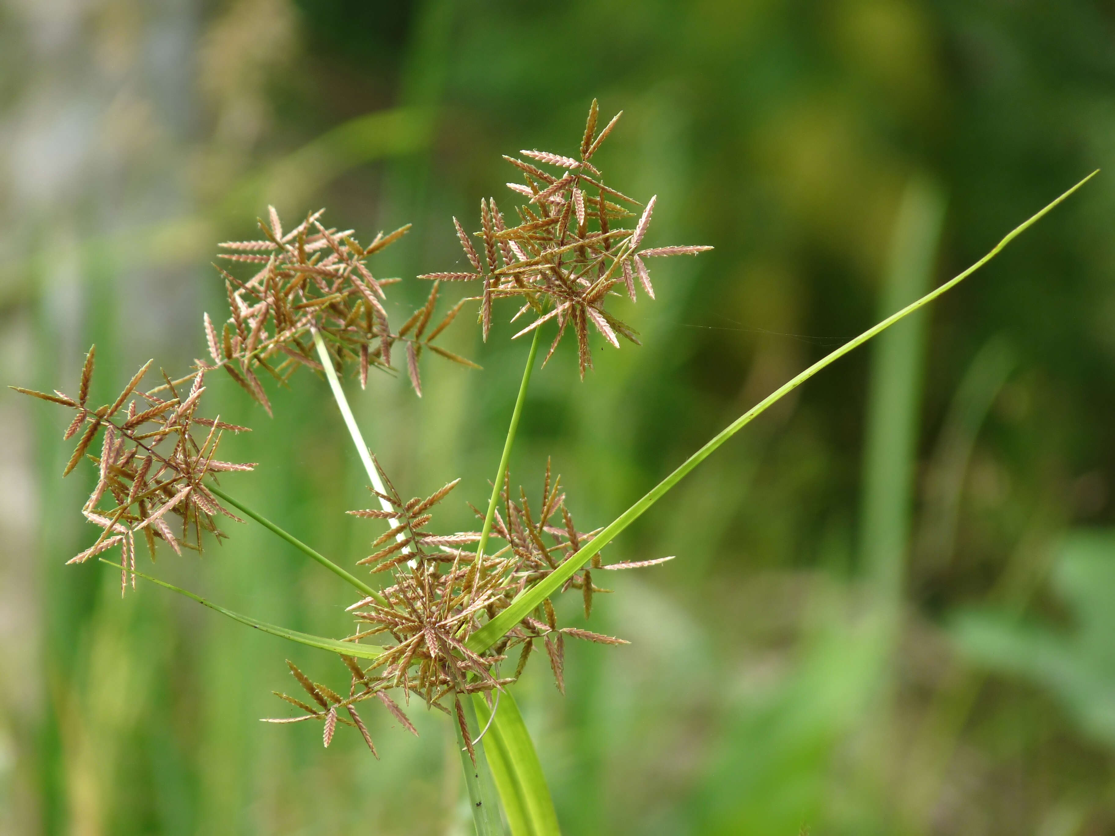 Image of nutgrass