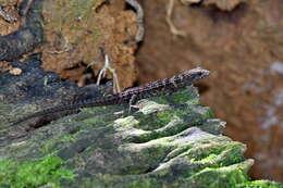 Image of Gray's Keeled Skink