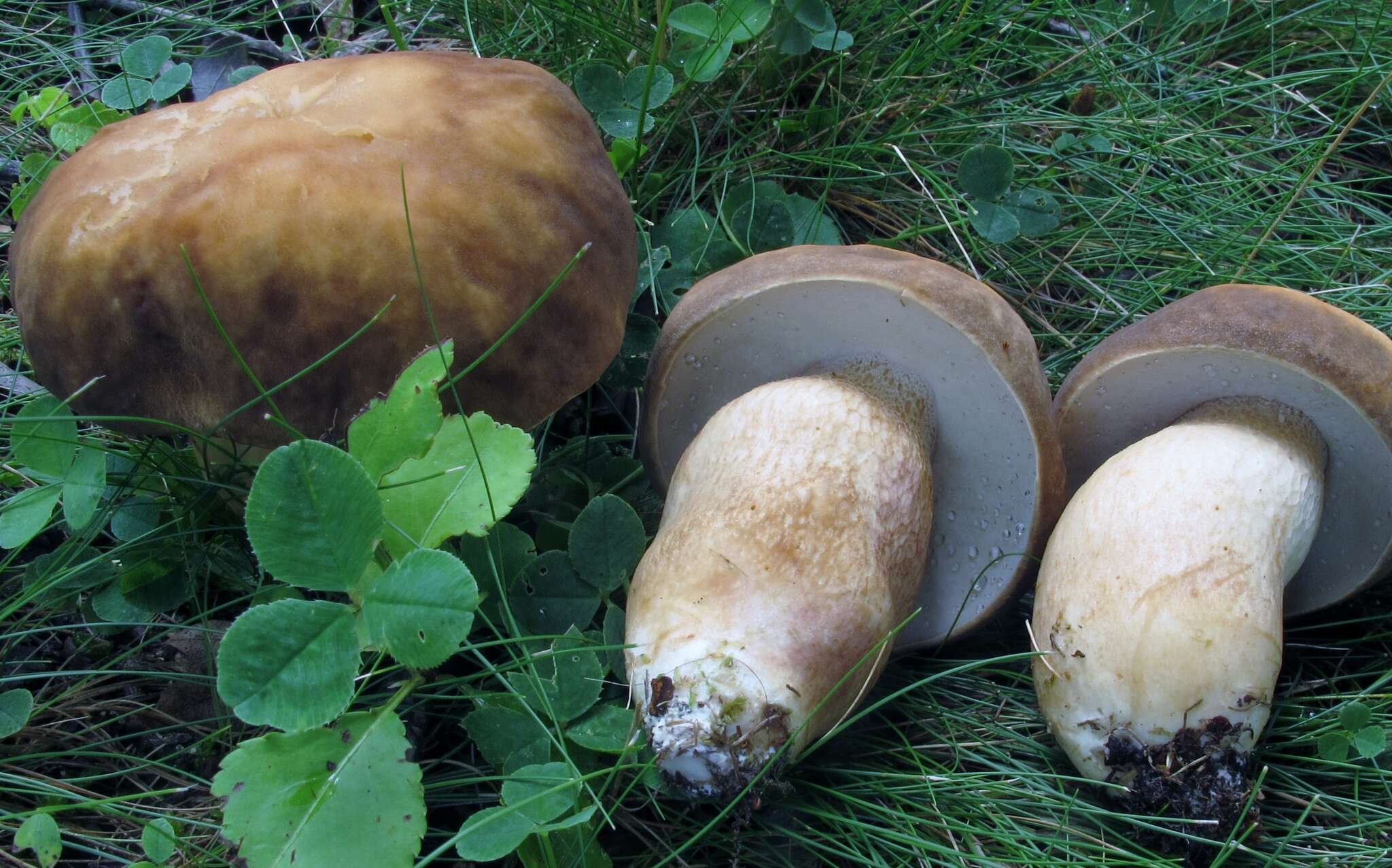 Image of Boletus atkinsonii Peck 1905