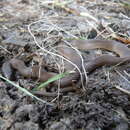 Image of Rough Earth Snake