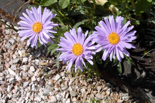 Image of alpine aster