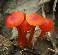 Image of Hygrocybe minutula (Peck) Murrill 1916