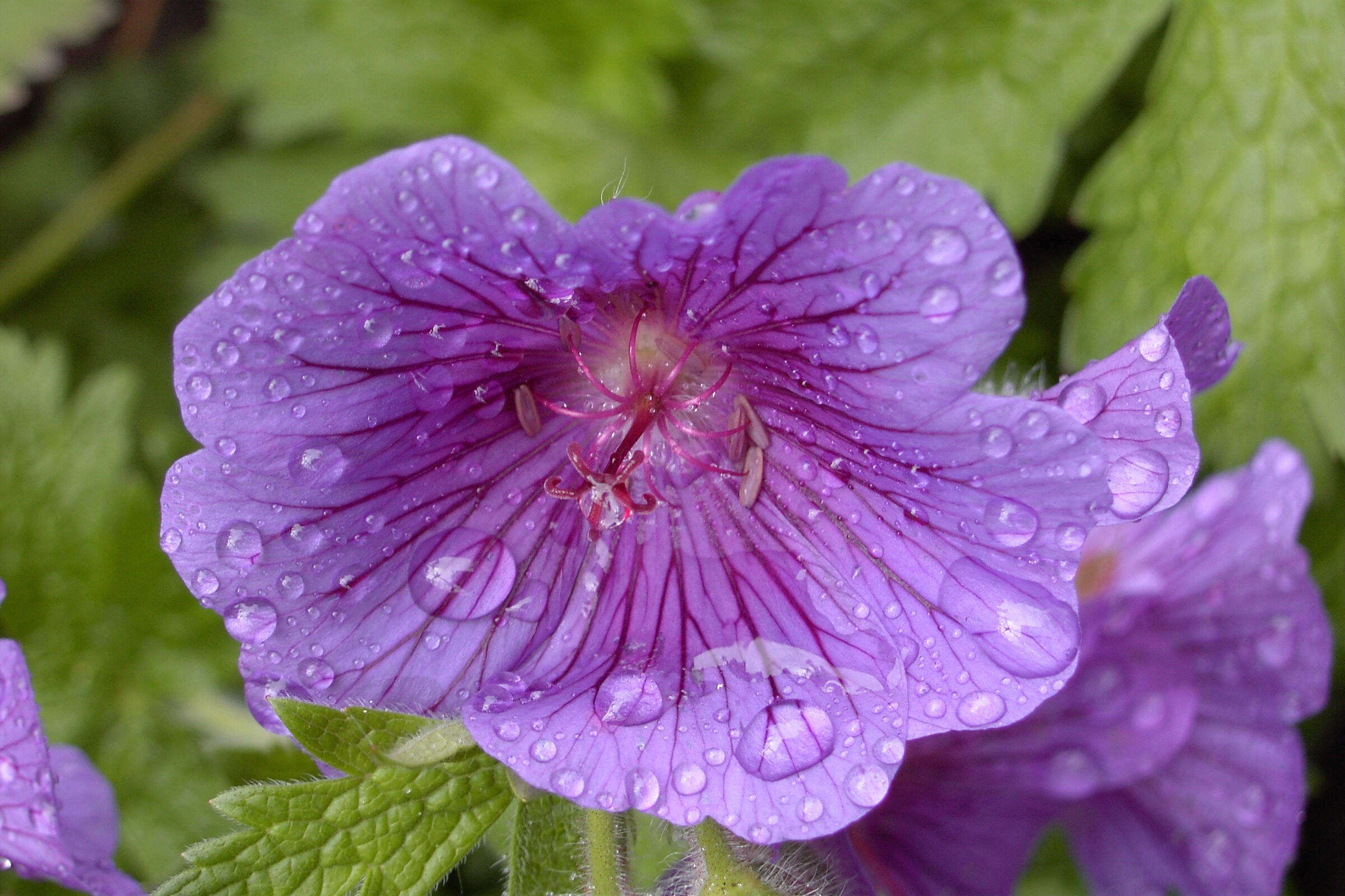 Image of Geranium × magnificum