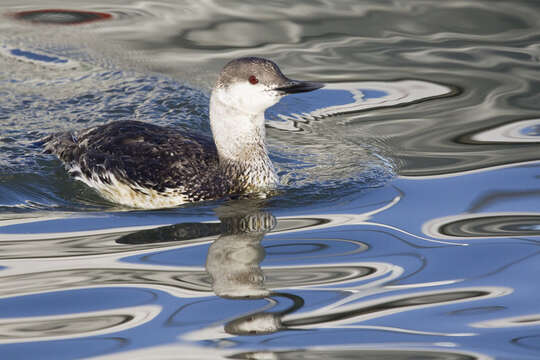 Image of Red-throated Diver