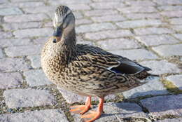 Image of Common Mallard